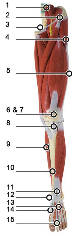 Diagram of the leg showing the locations of the most common conditions